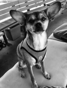 Boat pup Timmy